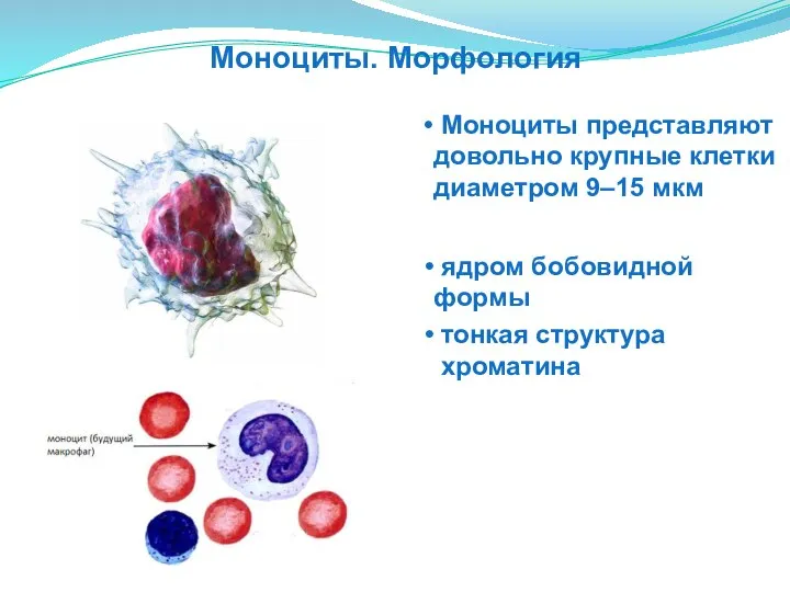 тонкая структура хроматина Моноциты представляют довольно крупные клетки диаметром 9–15 мкм ядром бобовидной формы Моноциты. Морфология