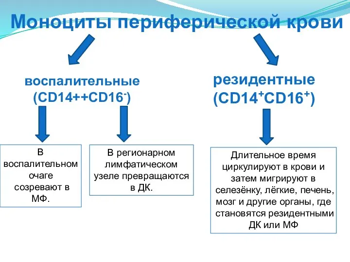 Моноциты периферической крови воспалительные (CD14++CD16-) резидентные (CD14+CD16+) В воспалительном очаге созревают