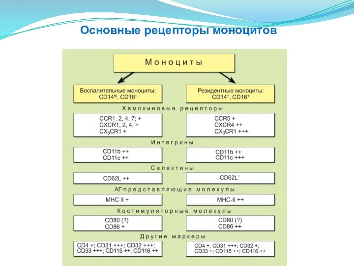 Основные рецепторы моноцитов