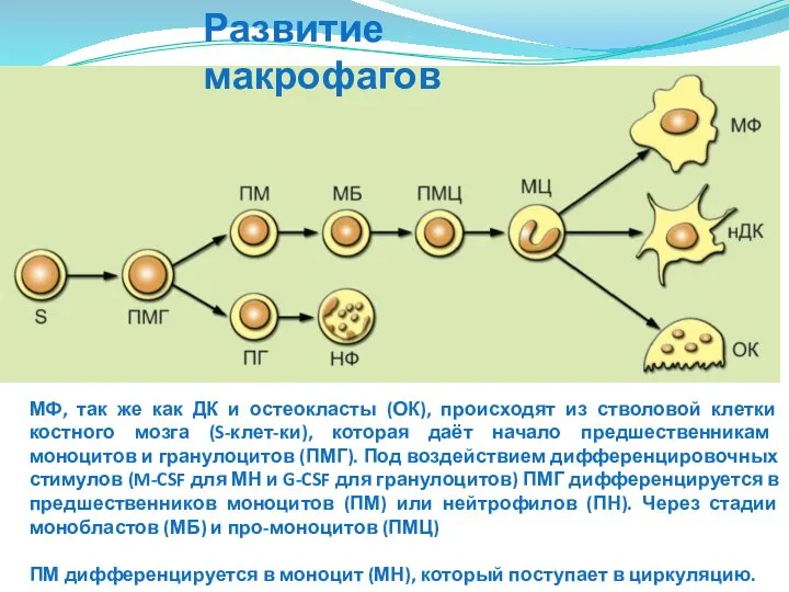 Развитие макрофагов МФ, так же как ДК и остеокласты (ОК), происходят