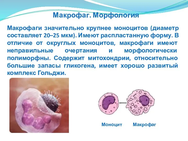 Макрофаги значительно крупнее моноцитов (диаметр составляет 20–25 мкм). Имеют распластанную форму.