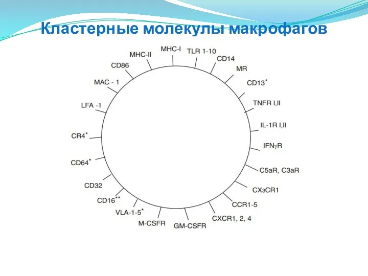 Кластерные молекулы макрофагов