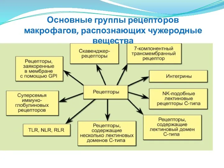 Основные группы рецепторов макрофагов, распознающих чужеродные вещества