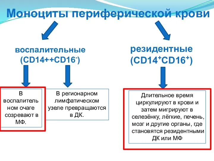 Моноциты периферической крови воспалительные (CD14++CD16-) резидентные (CD14+CD16+) В воспалительном очаге созревают