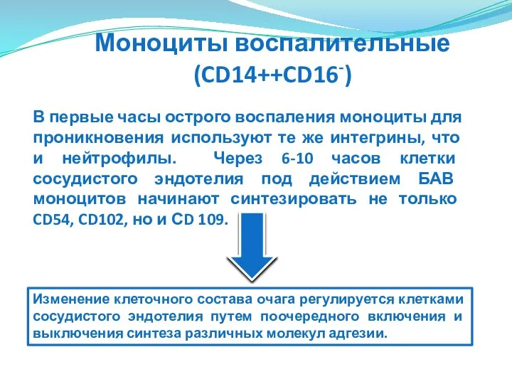 Моноциты воспалительные (CD14++CD16-) В первые часы острого воспаления моноциты для проникновения