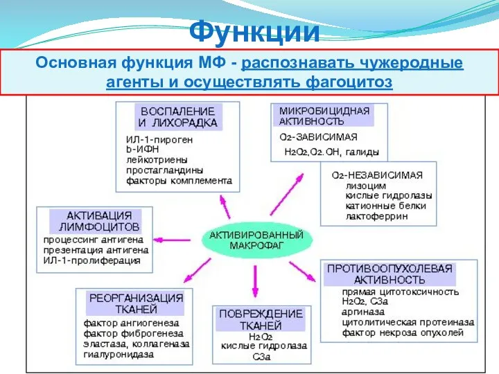 Функции макрофагов Основная функция МФ - распознавать чужеродные агенты и осуществлять фагоцитоз