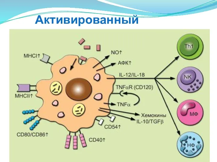 Активированный макрофаг