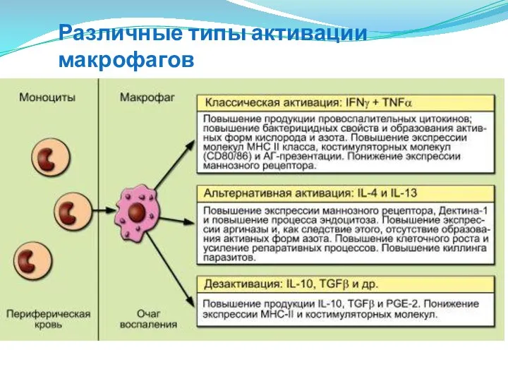 Различные типы активации макрофагов