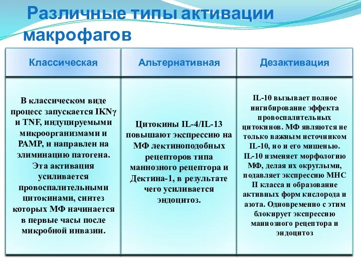 Различные типы активации макрофагов В классическом виде процесс запускается ΙΚΝγ и