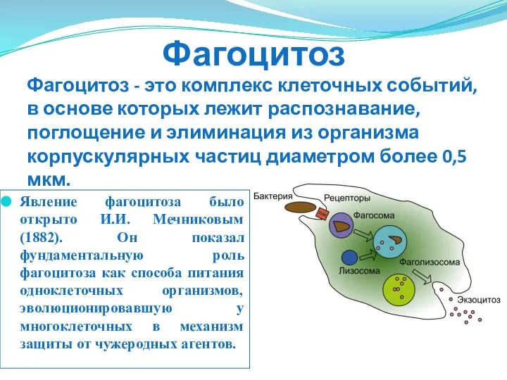 Фагоцитоз Явление фагоцитоза было открыто И.И. Мечниковым (1882). Он показал фундаментальную