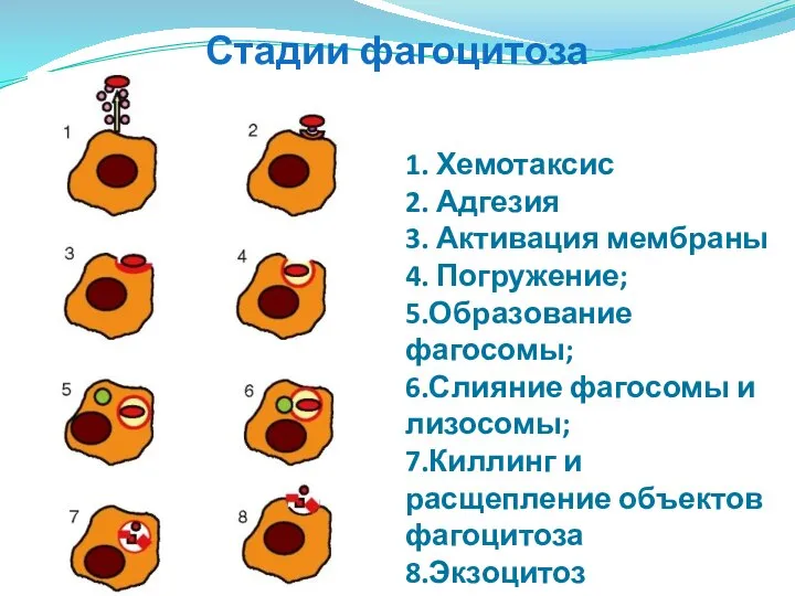 Стадии фагоцитоза 1. Хемотаксис 2. Адгезия 3. Активация мембраны 4. Погружение;