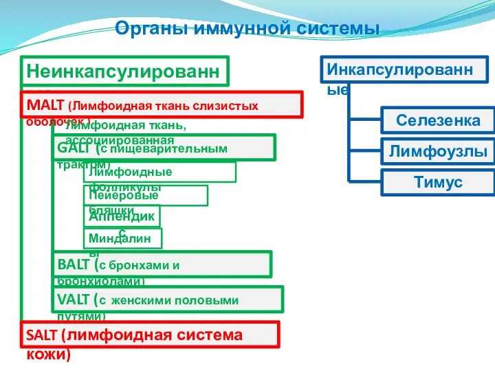 Органы иммунной системы Неинкапсулированные MALT (Лимфоидная ткань слизистых оболочек ) GALT