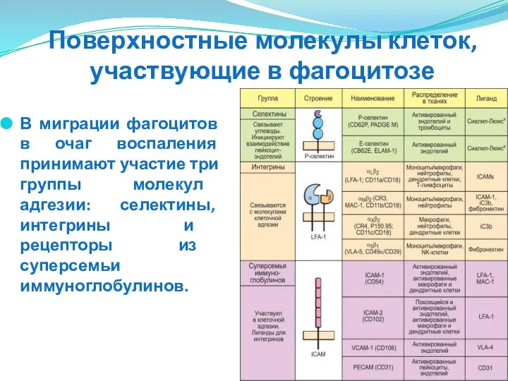 Поверхностные молекулы клеток, участвующие в фагоцитозе В миграции фагоцитов в очаг