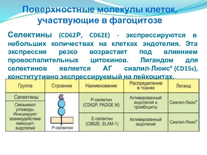 Поверхностные молекулы клеток, участвующие в фагоцитозе Селектины (CD62Р, CD62E) - экспрессируются