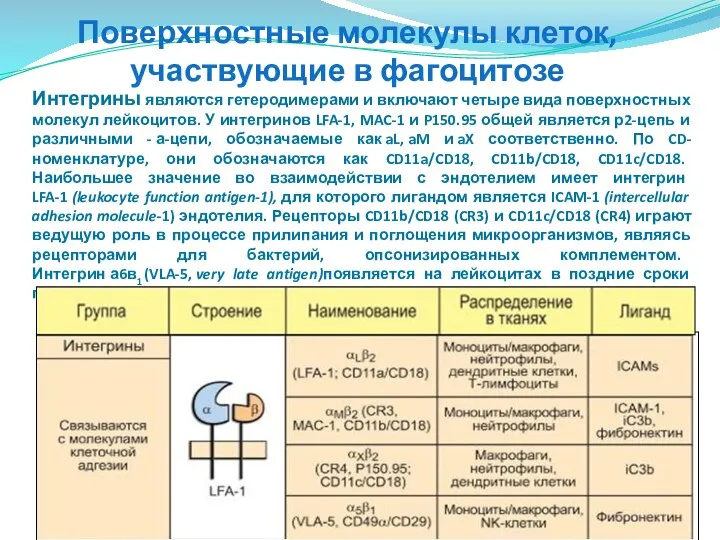 Поверхностные молекулы клеток, участвующие в фагоцитозе Интегрины являются гетеродимерами и включают