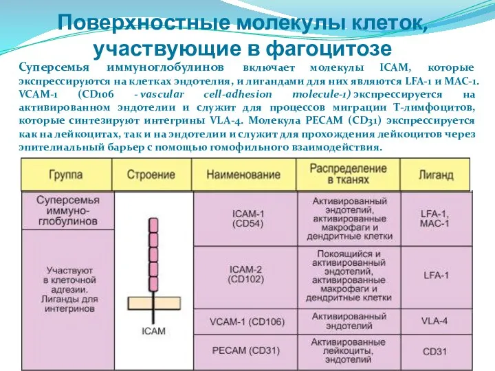 Поверхностные молекулы клеток, участвующие в фагоцитозе Суперсемья иммуноглобулинов включает молекулы ICAM,