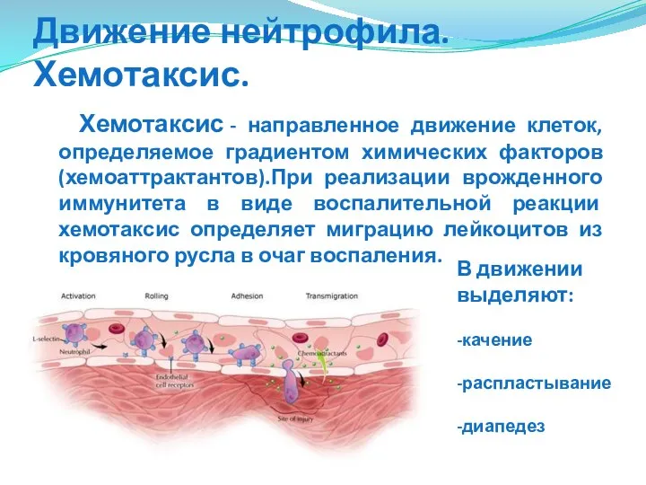 Движение нейтрофила. Хемотаксис. Хемотаксис - направленное движение клеток, определяемое градиентом химических