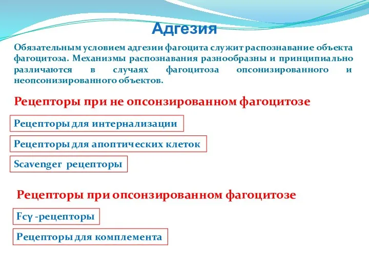 Адгезия Обязательным условием адгезии фагоцита служит распознавание объекта фагоцитоза. Механизмы распознавания