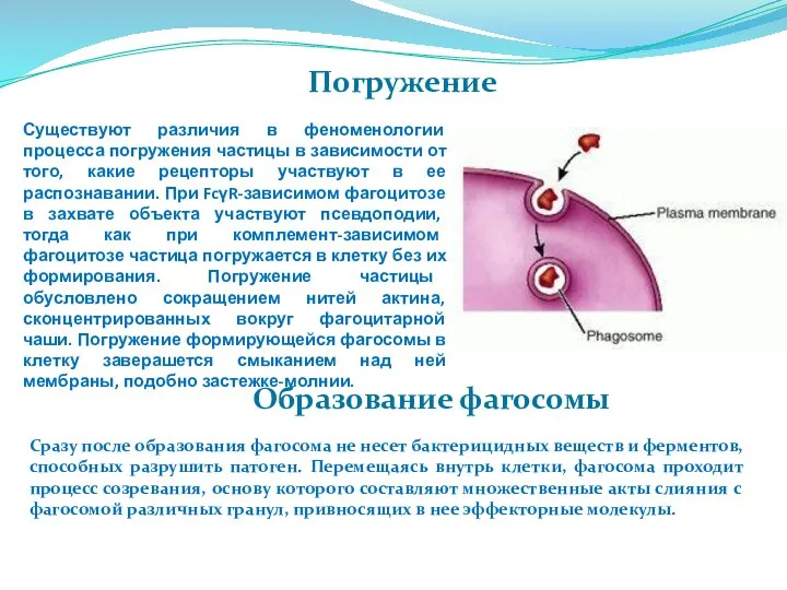 Погружение Существуют различия в феноменологии процесса погружения частицы в зависимости от