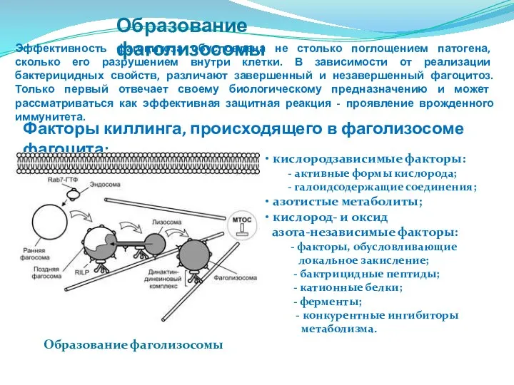 Образование фаголизосомы Образование фаголизосомы Эффективность фагоцитоза обусловлена не столько поглощением патогена,