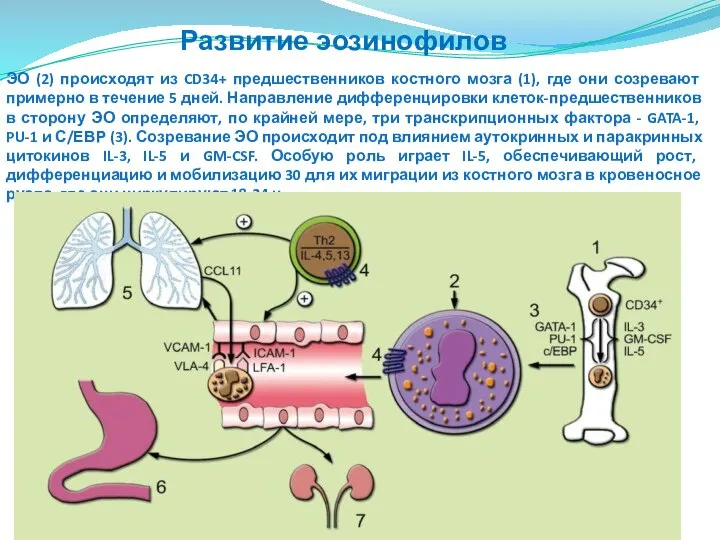 ЭО (2) происходят из CD34+ предшественников костного мозга (1), где они