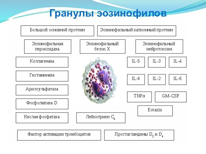 Гранулы эозинофилов