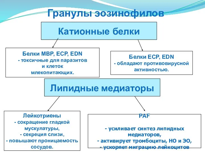 Белки MBP, ECP, EDN - токсичные для паразитов и клеток млекопитающих.