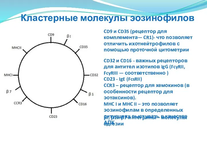 Кластерные молекулы эозинофилов CD9 и CD35 (рецептор для комплемента— CR1)- что