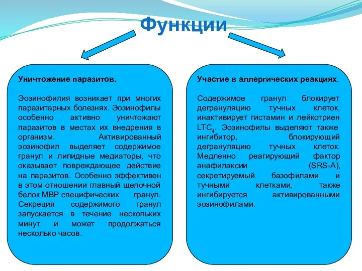 Функции Уничтожение паразитов. Эозинофилия возникает при многих паразитарных болезнях. Эозинофилы особенно