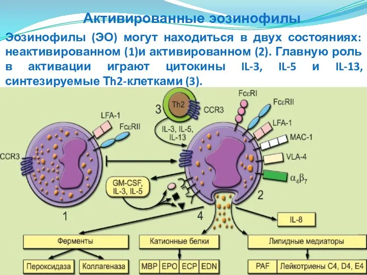 Эозинофилы (ЭО) могут находиться в двух состояниях: неактивированном (1)и активированном (2).