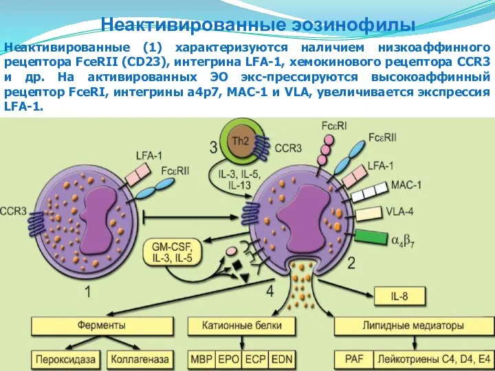 Неактивированные эозинофилы Неактивированные (1) характеризуются наличием низкоаффинного рецептора FceRII (CD23), интегрина