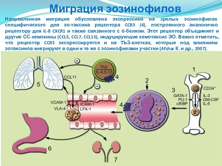 Направленная миграция обусловлена экспрессией на зрелых эозинофилах специфического для эо-таксина рецептора