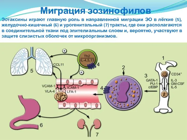 Эотаксины играют главную роль в направленной миграции ЭО в лёгкие (5),