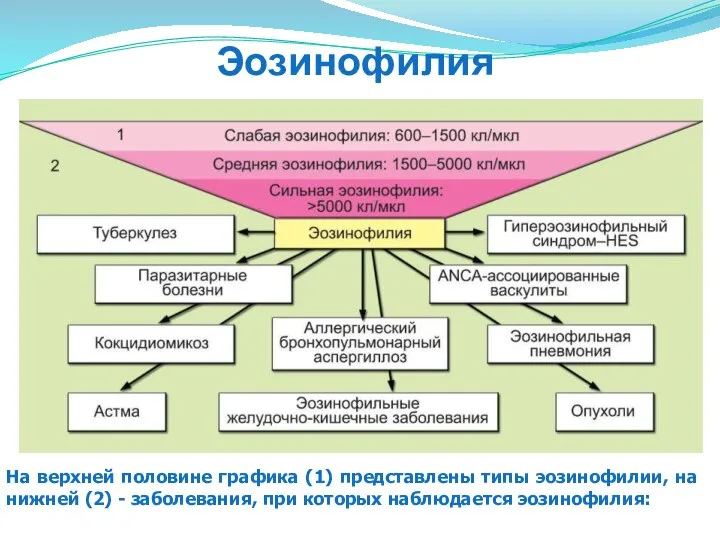 На верхней половине графика (1) представлены типы эозинофилии, на нижней (2)