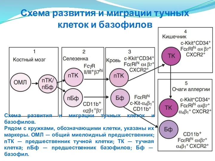 Схема развития и миграции тучных клеток и базофилов. Рядом с кружками,