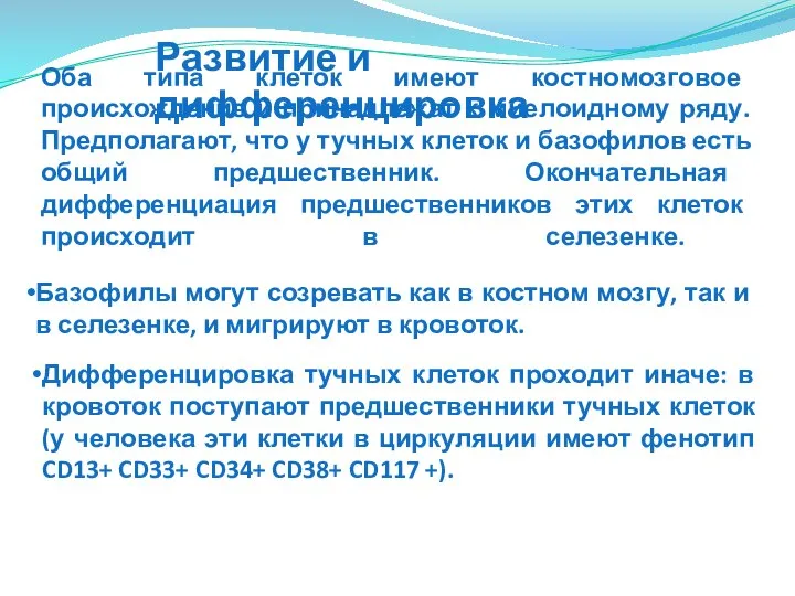 Оба типа клеток имеют костномозговое происхождение и принадлежат к миелоидному ряду.