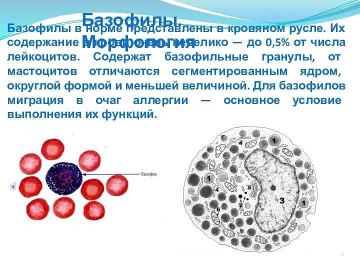 Базофилы в норме представлены в кровяном русле. Их содержание в крови