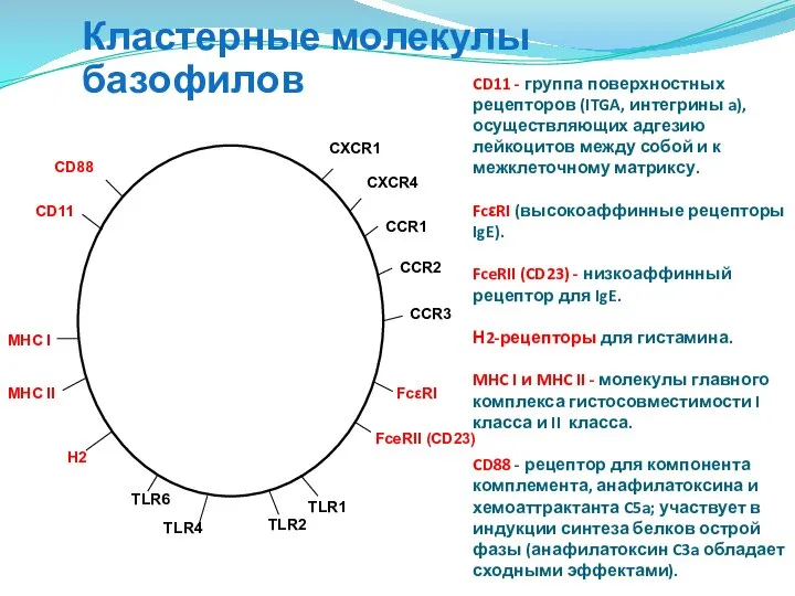 CD11 - группа поверхностных рецепторов (ITGA, интегрины a), осуществляющих адгезию лейкоцитов