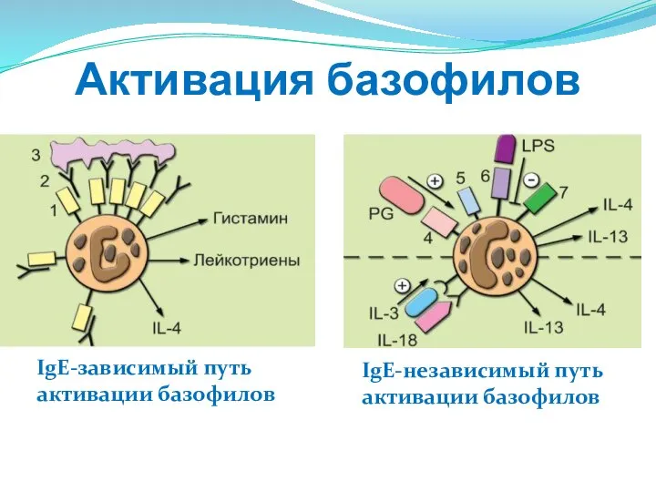 Активация базофилов IgE-зависимый путь активации базофилов IgE-независимый путь активации базофилов