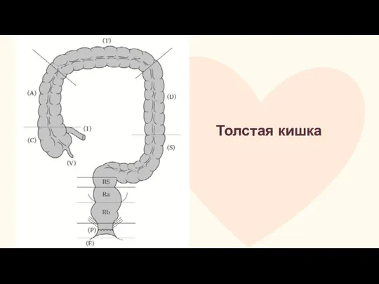 Толстая кишка