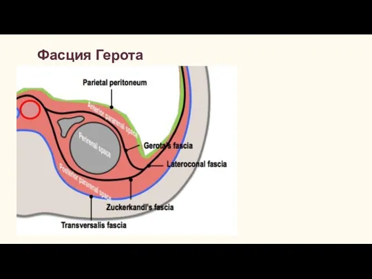 Фасция Герота