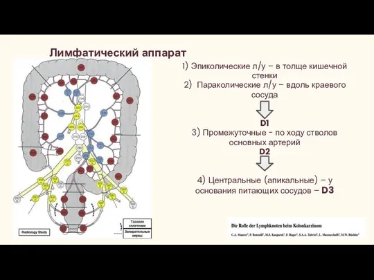 Лимфатический аппарат 1) Эпиколические л/у – в толще кишечной стенки 2)