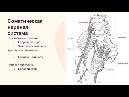 Соматическая нервная система Поясничное сплетение: Бедренный нерв Запирательный нерв Крестцовое сплетение: