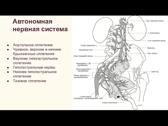 Автономная нервная система Аортальное сплетение Чревное, верхнее и нижние брыжеечные сплетения