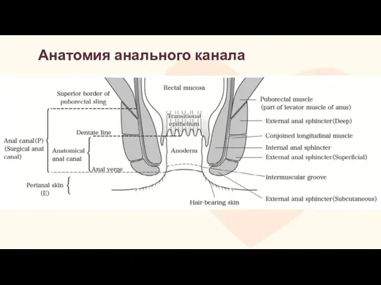 Анатомия анального канала