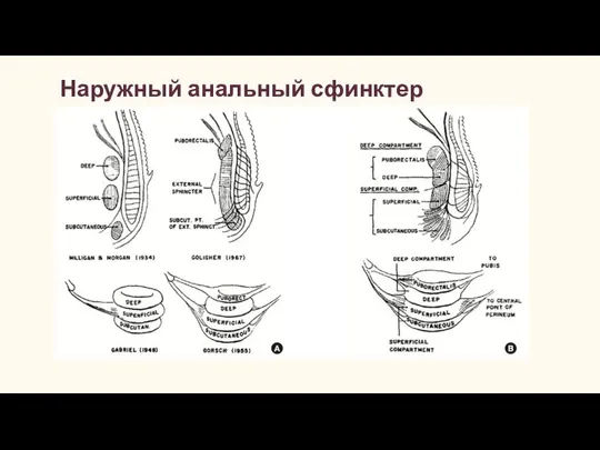 Наружный анальный сфинктер