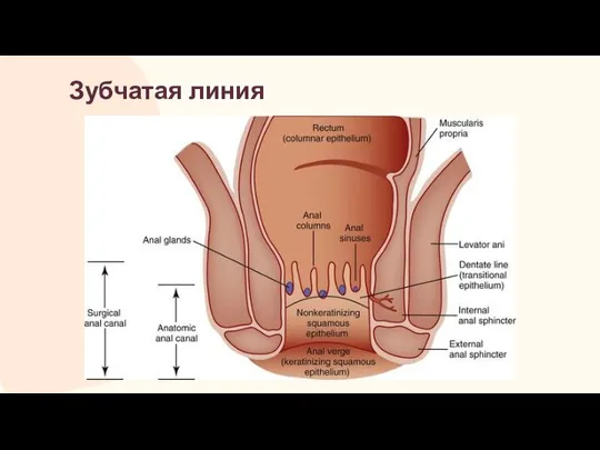 Зубчатая линия