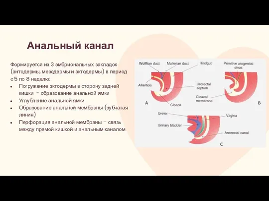 Анальный канал Формируется из 3 эмбриональных закладок (энтодермы, мезодермы и эктодермы)