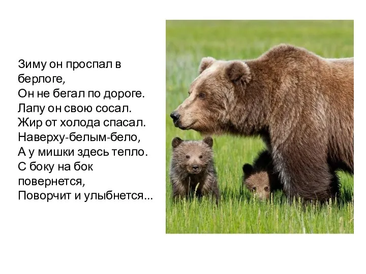 Зиму он проспал в берлоге, Он не бегал по дороге. Лапу