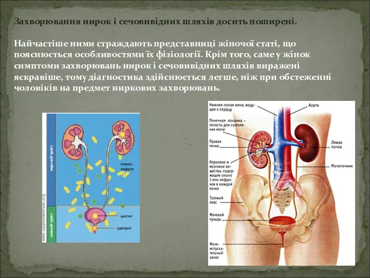 Захворювання нирок і сечовивідних шляхів досить поширені. Найчастіше ними страждають представниці